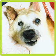 愛犬の写真