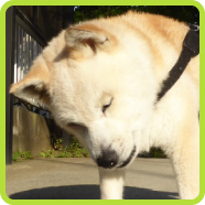 愛犬の写真