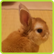 うさぎの写真