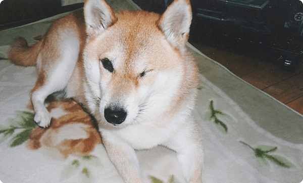 中川あいちゃん