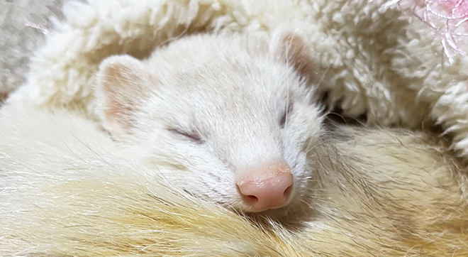 ミントちゃん