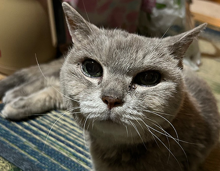 げんきちゃん
