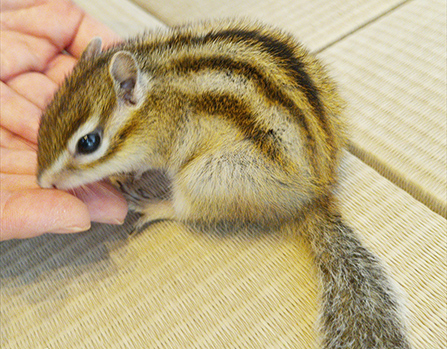 クラリスちゃん