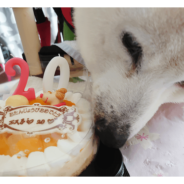 愛犬の写真