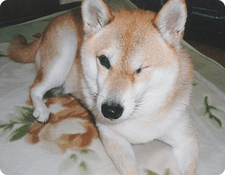 中川あいちゃん