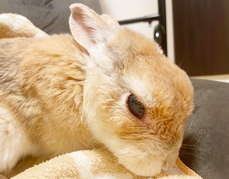 あずきちゃん