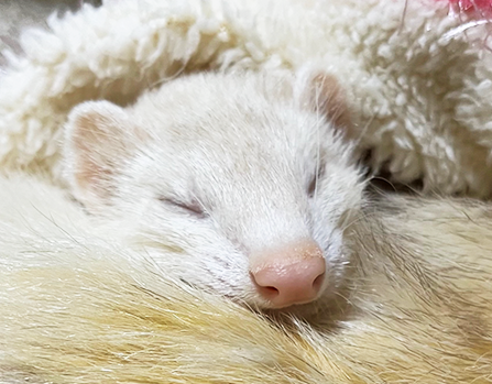 ミントちゃん
