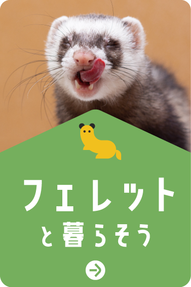 フェレットと暮らそう