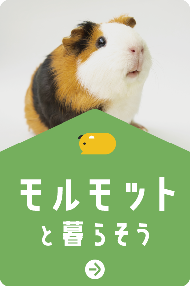 モルモットと暮らそう