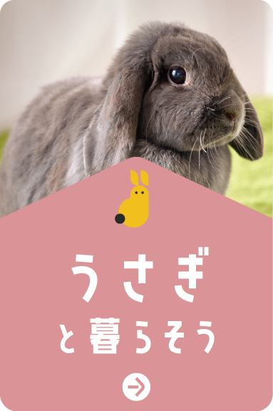 うさぎと暮らそう