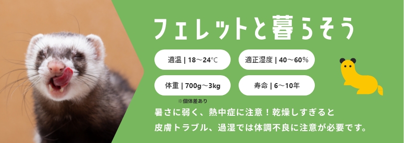 フェレットと暮らそう