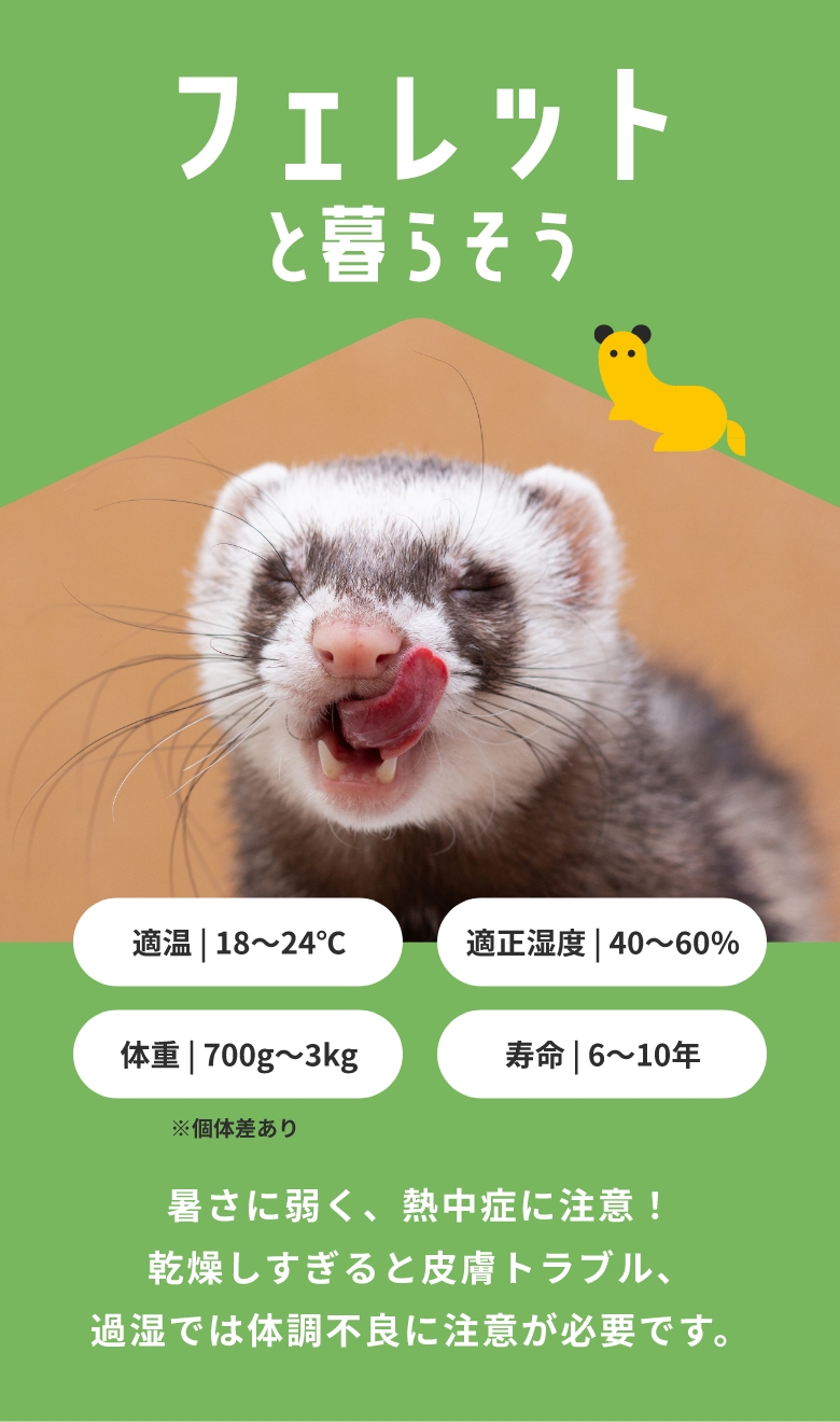 フェレットと暮らそう