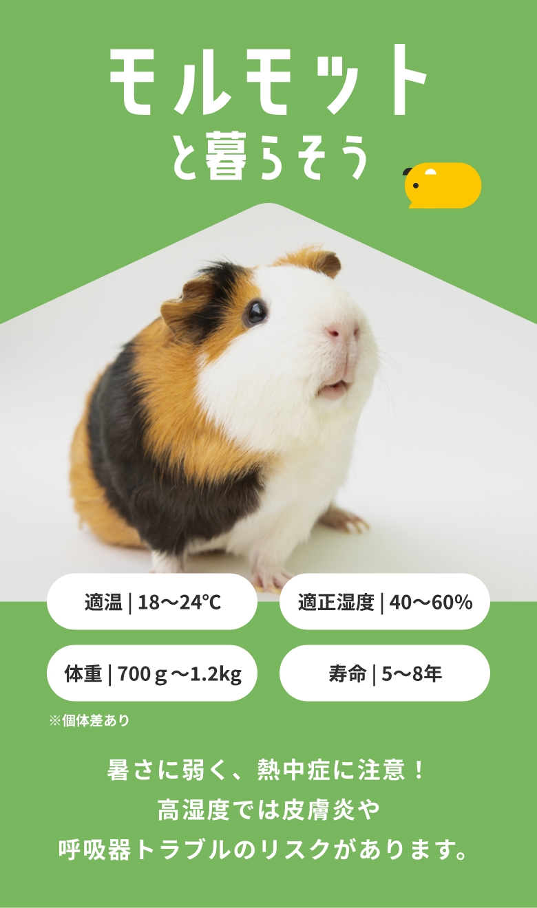 モルモットと暮らそう