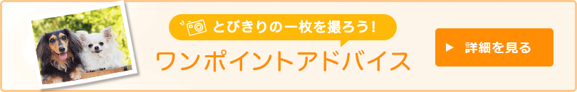 とびきりの一枚を撮ろう！ ワンポイントアドバイス 詳細を見る