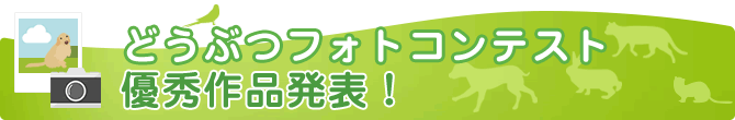 どうぶつフォトコンテスト