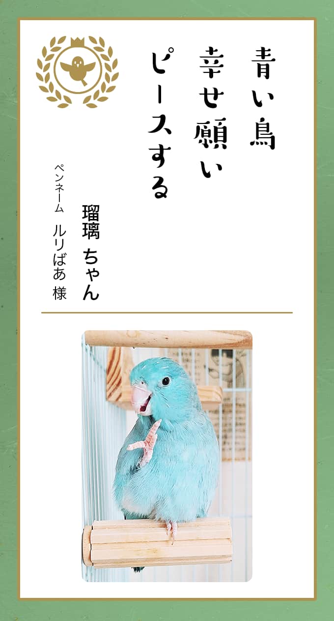 ひまわり様　専用 節分猫さん 短納期術後服 猫用 避妊 去勢 着せやすい 傷舐め防止 雌雄兼用 調節可能 猫服 介護服 術後ウェア ペット介護 ペット用品 オス メス 傷口保護  皮膚保護 子猫 エリザベスカラーの変わりになる 送料無料 | 凪福ショップ