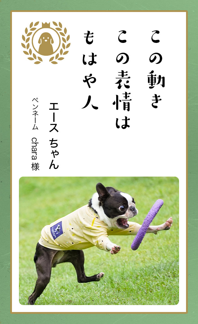 第六回どうぶつ川柳 ペット保険のご契約は アニコム損保 第六回どうぶつ川柳 ペット保険のご契約は アニコム損保