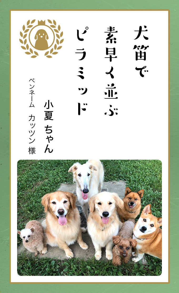 第六回どうぶつ川柳 ペット保険のご契約は アニコム損保 第六回どうぶつ川柳 ペット保険のご契約は アニコム損保