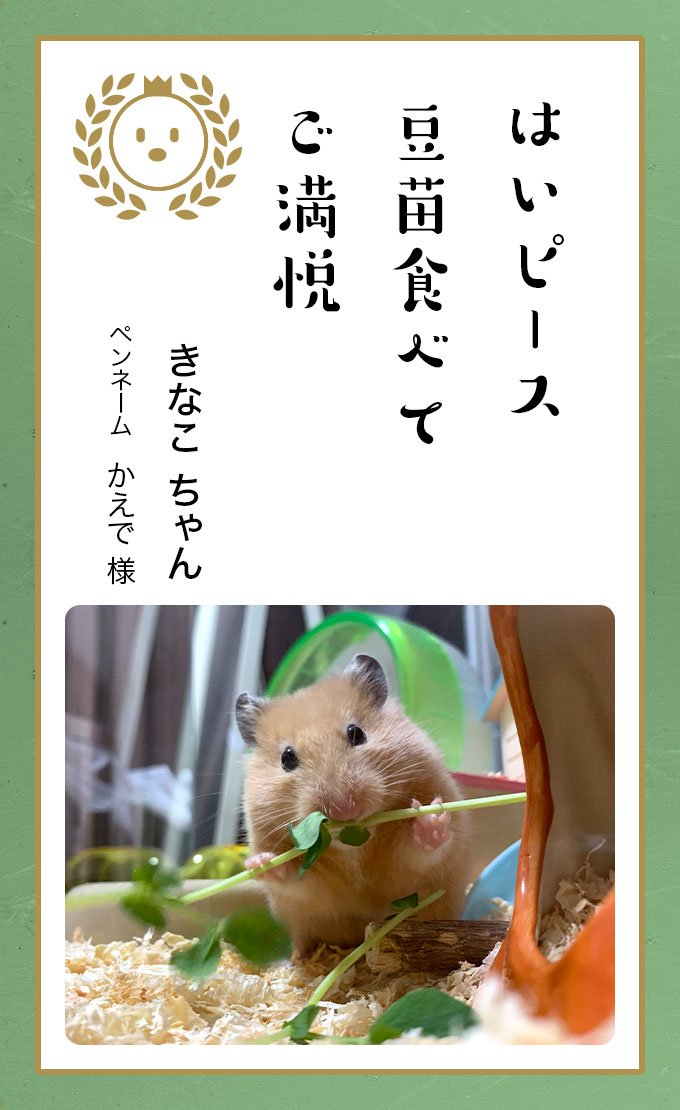 第六回どうぶつ川柳 ペット保険のご契約は アニコム損保