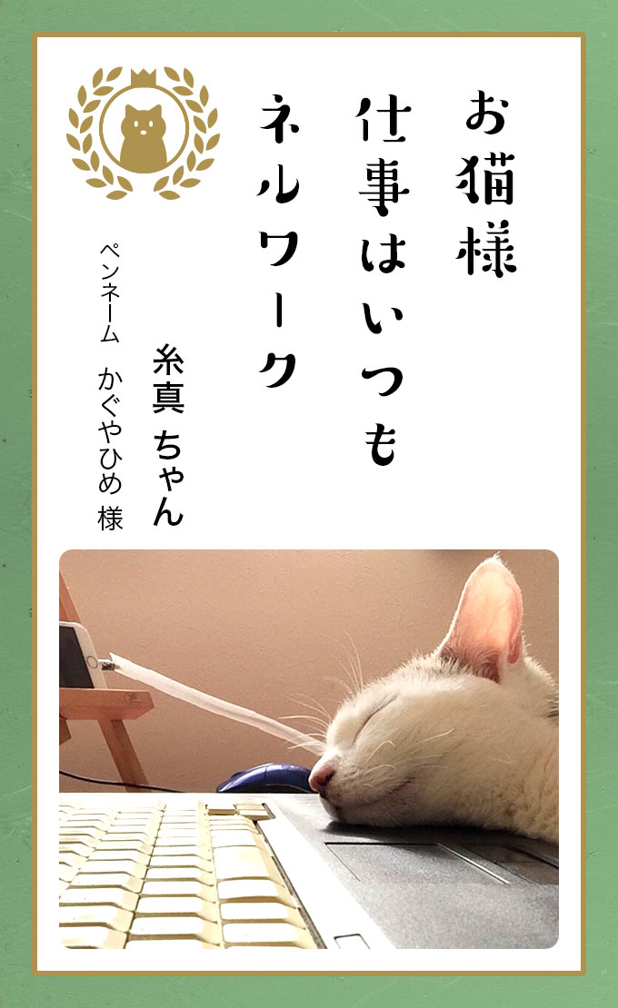 第六回どうぶつ川柳 ペット保険のご契約は アニコム損保 第六回どうぶつ川柳 ペット保険のご契約は アニコム損保