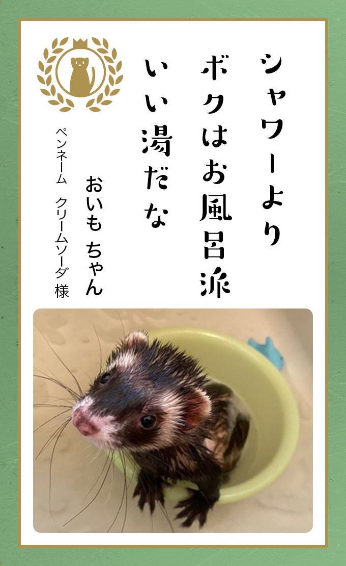 第六回どうぶつ川柳 │ ペット保険のご契約は【アニコム損保】