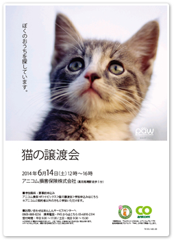 猫の譲渡会