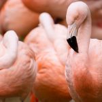 フラミンゴってどんな鳥？ 特徴とピンク色の理由、鳥言葉も紹介【獣