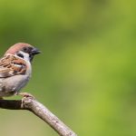 身近でかわいい野鳥「スズメ」を解説！数が減っているって本当？【獣