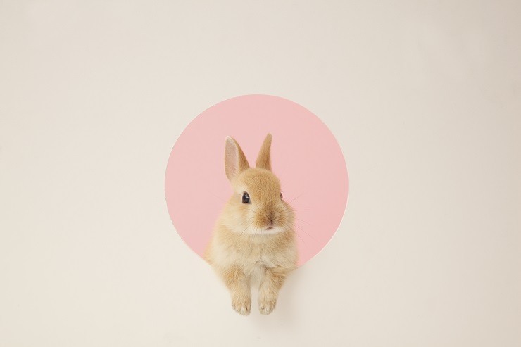 うさぎ