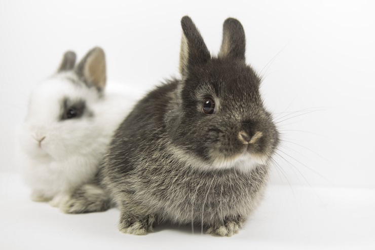 うさぎにはどんな特徴や習性がある ペットのうさぎはどんなところがかわいい うさぎとの暮らし大百科