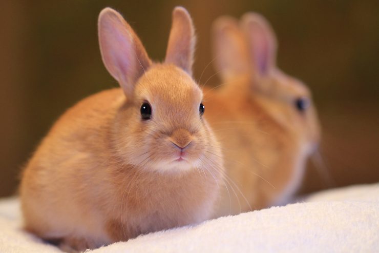 うさぎの白内障ってどんな病気 原因や症状 治療法や予防法を徹底解説 うさぎとの暮らし大百科