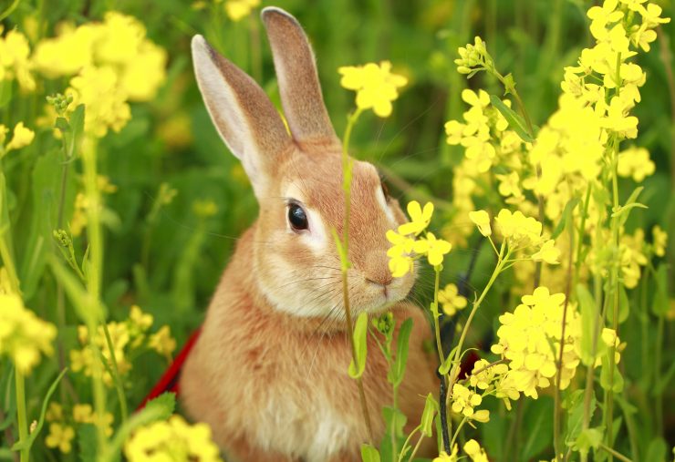 うさぎが月に住んでいるといわれるのはなぜ 月とうさぎの関係 うさぎとの暮らし大百科