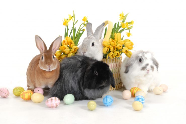 3月3日はうさぎの日 由来は うさぎにまつわる神話はどんなものがある うさぎとの暮らし大百科