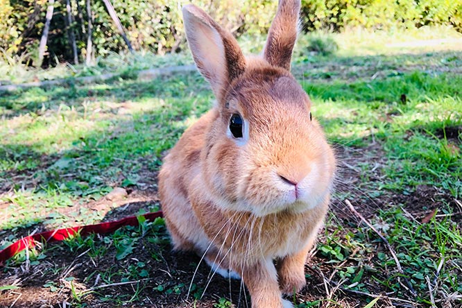 うさぎの平均寿命は何歳 寿命の長い種類 短い種類は ギネス記録は うさぎとの暮らし大百科