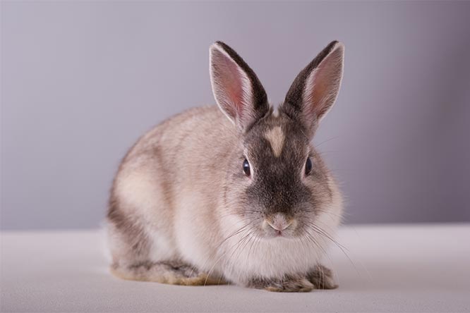 うさぎのスナッフルってどんな病気 スナッフルは風邪 原因や症状 治療法や予防法を徹底解説 うさぎとの暮らし大百科