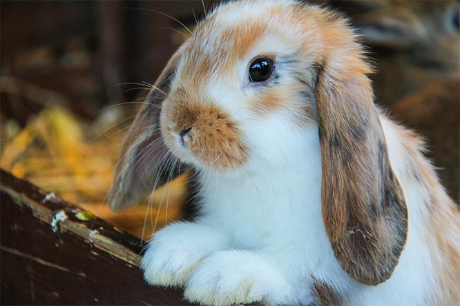 うさぎの高カルシウム尿症ってどんな病気 原因や症状 治療法や予防法を徹底解説 うさぎとの暮らし大百科