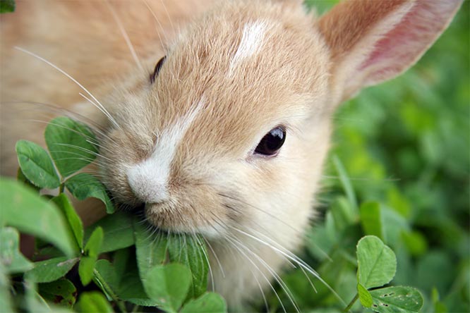 うさぎが食べられる 食べられない野草 ハーブと注意点を解説 うさぎとの暮らし大百科