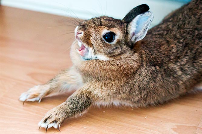 うさぎに噛まれた ペットのうさぎが噛む理由とは 効果的なしつけは うさぎとの暮らし大百科