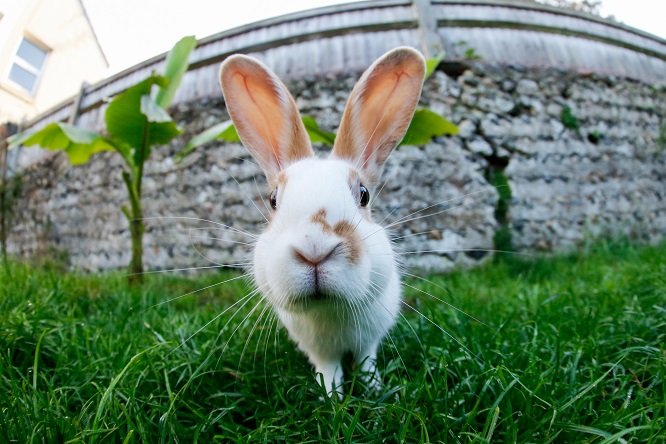 ペットのうさぎの値段はいくらが相場 うさぎを飼うために揃えたらいくらかかる うさぎとの暮らし大百科