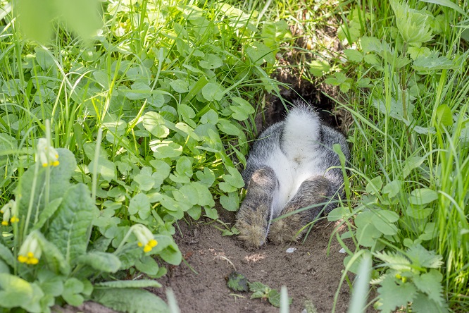 うさぎと一緒に遊ぶことはできる 遊び方を伝授 うさぎとの暮らし大百科