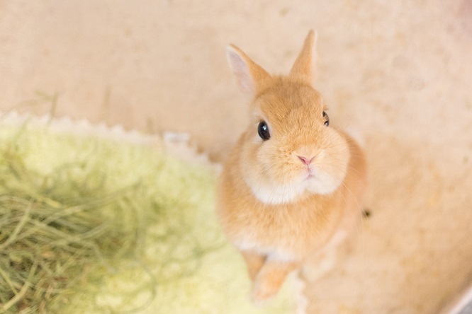 うさぎと一緒に遊ぶことはできる 遊び方を伝授 うさぎとの暮らし大百科