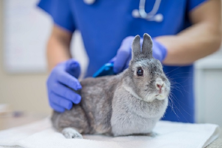 食欲 ない うさぎ が うさぎの胃腸うっ滞ってどんな病気？毛球症とは違うの？原因や症状、治療法や予防法を徹底解説！