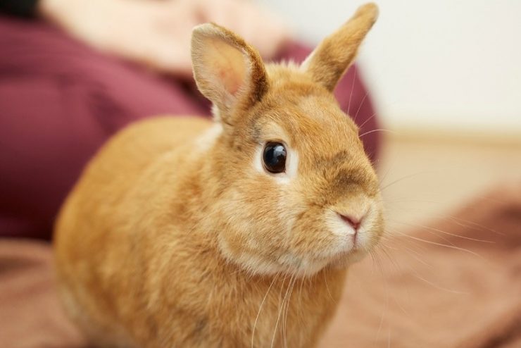 獣医師に聞いてみた うさぎの健康診断はすべき 頻度は 検査内容や気を付けたい病気は うさぎとの暮らし大百科