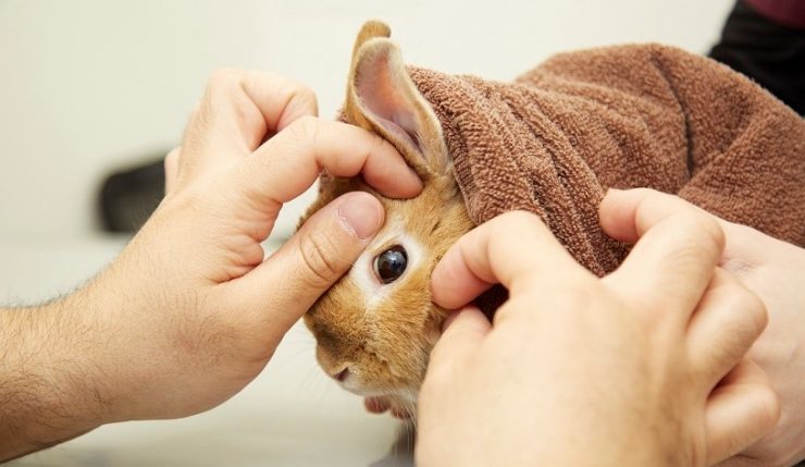 うさぎとの暮らし大百科 アニコム獣医師監修 うさぎとの暮らし大百科 アニコム獣医師監修