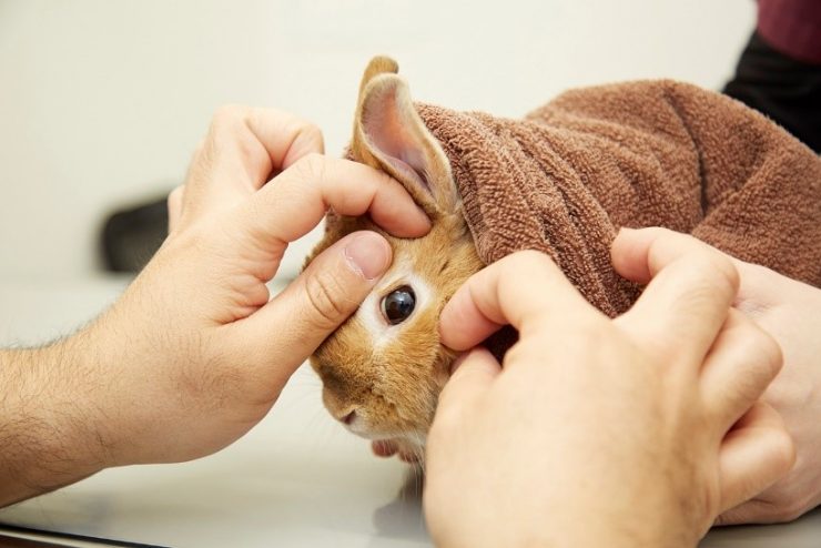 うさぎの角膜潰瘍ってどんな病気 原因や症状 治療法や予防法を徹底解説 うさぎとの暮らし大百科