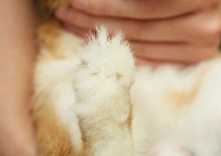うさぎに肉球はあるの 肉球がない理由は うさぎとの暮らし大百科