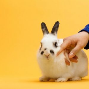 子ウサギを撫でている画像