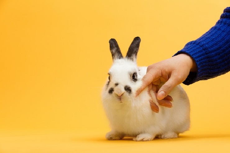 うさぎ うさぎ生体販売・うさぎの飼い方・病気・通販・ホテル・うさぎ専門店うさぎのしっぽ