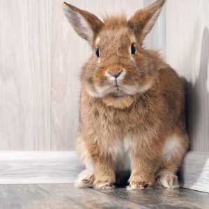部屋の隅に佇むうさぎ