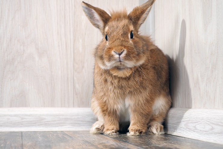 うさぎの耳の病気はどんな症状が出る 原因 治療法や予防法を徹底解説 うさぎとの暮らし大百科